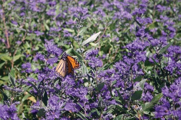 Caryopteris x clandonensis Longwood Blue