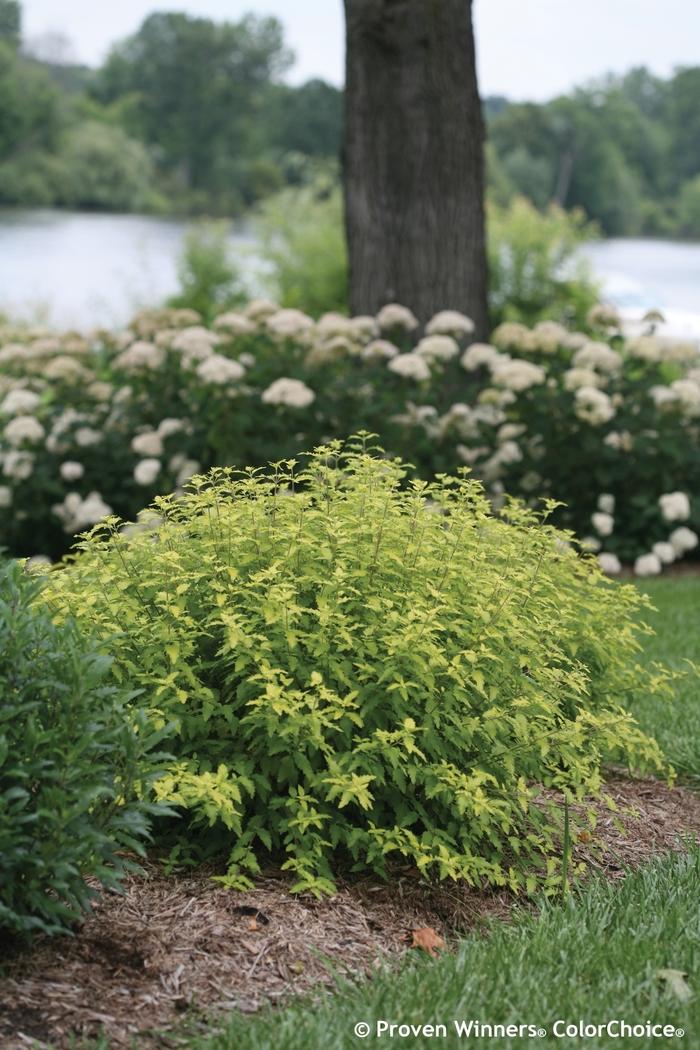 Caryopteris incana Sunshine Blue&reg; II