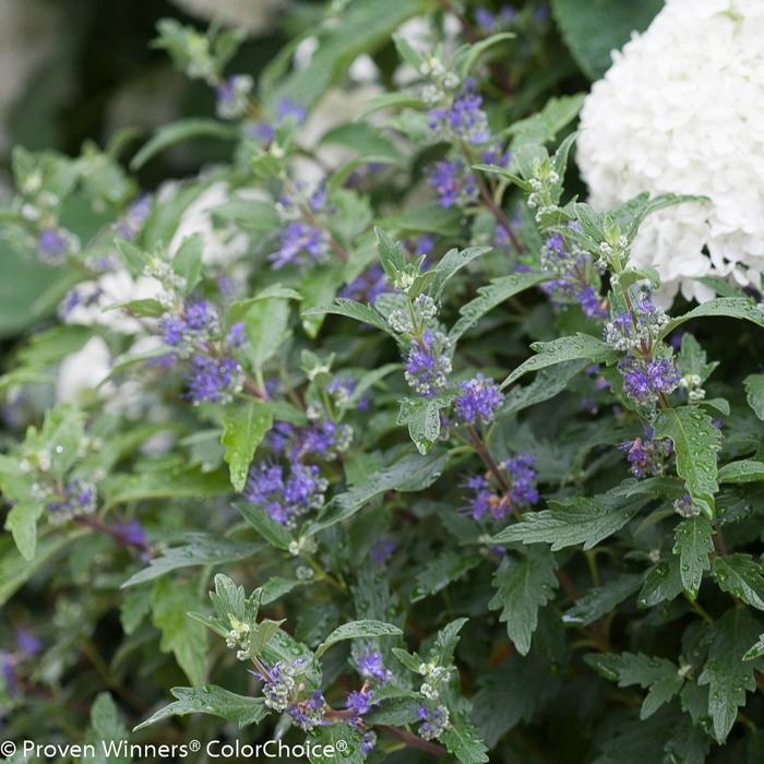 Caryopteris x clandonensis Beyond Midnight&reg;