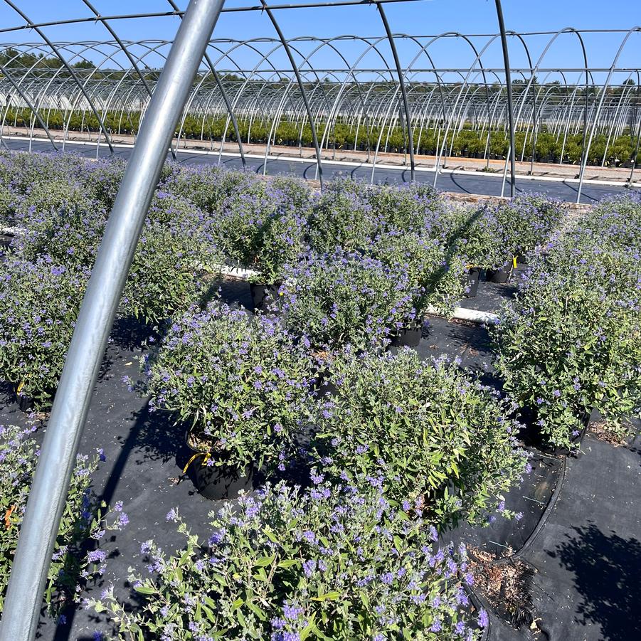 Caryopteris x clandonensis 'Blue Mist' - Bluebeard from Great Lakes Landscape Supply
