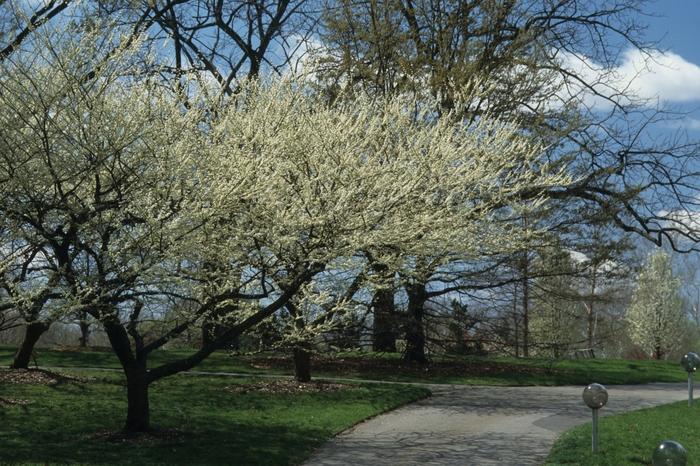 Cercis canadensis Alba