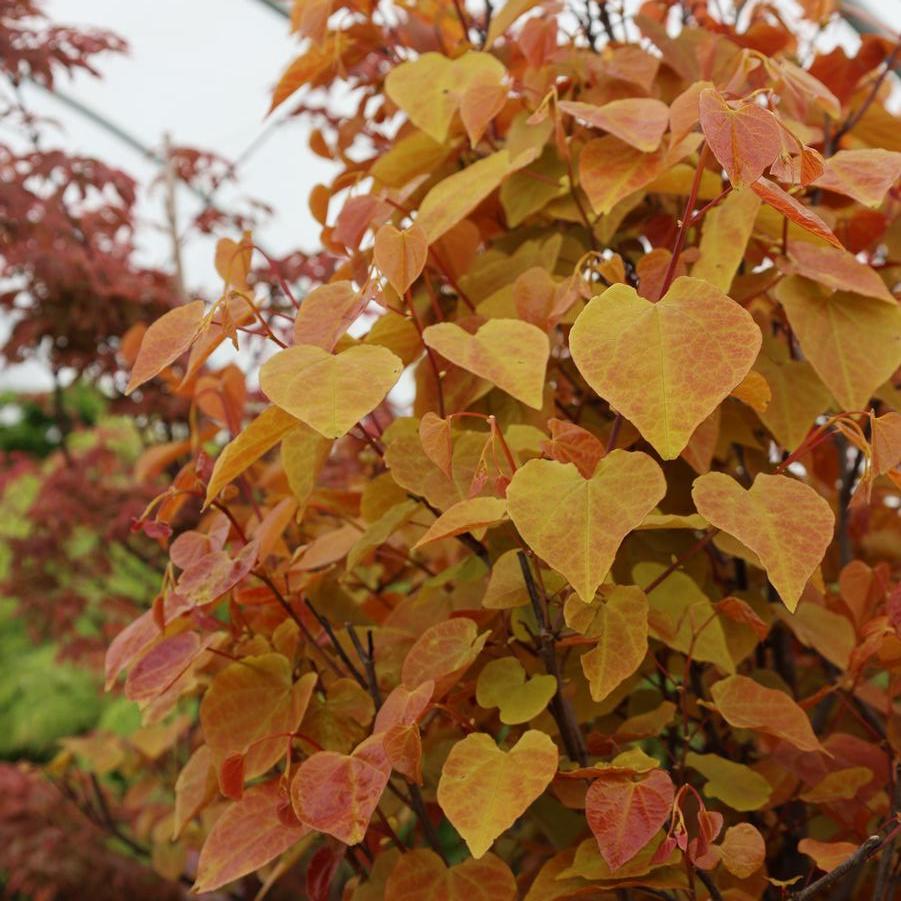 Cercis canadensis 'Flame Thrower®' - Redbud from Great Lakes Landscape Supply