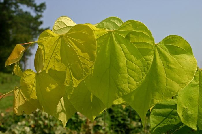 Cercis canadensis Hearts of Gold