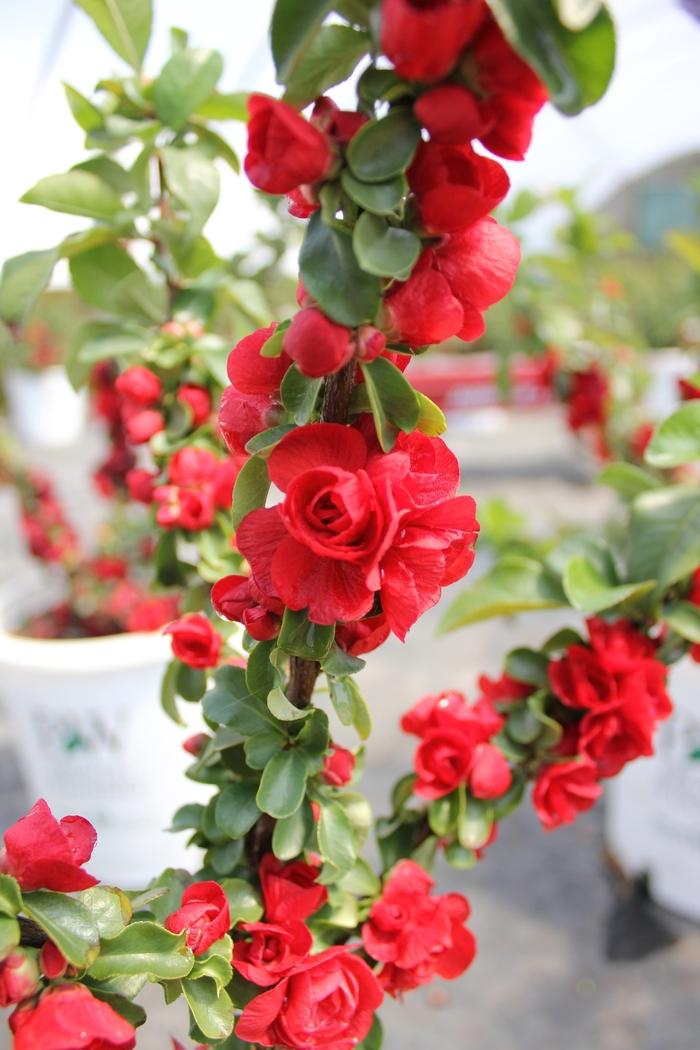 Chaenomeles speciosa Double Take&reg; Scarlet