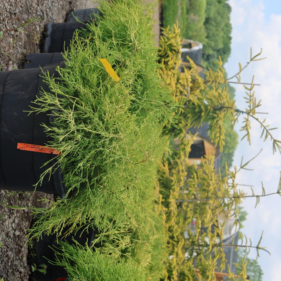 Chamaecyparis pisifera filifera King's gold