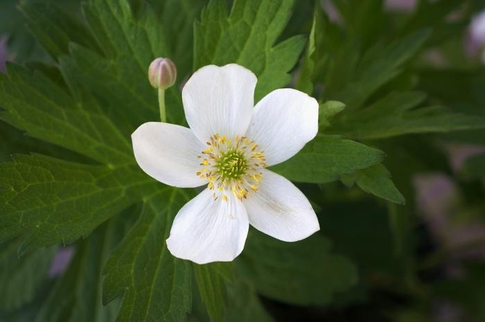 Anemone canadensis 