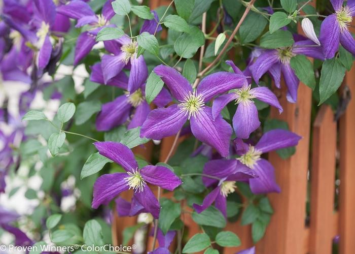 Clematis Happy Jack&reg; Purple