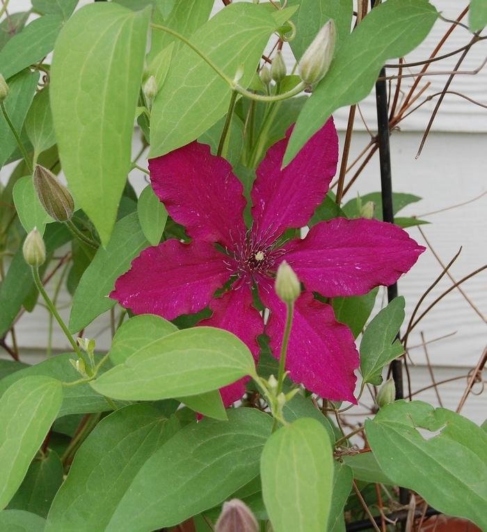 Clematis Niobe