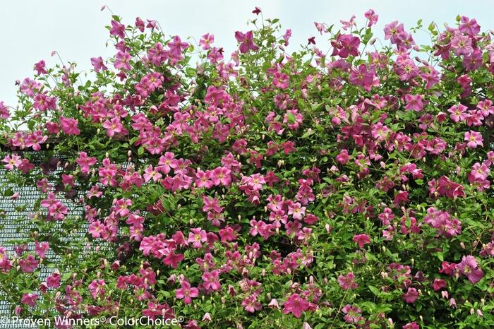 Clematis Pink Mink&reg;