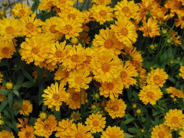 Coreopsis grandiflora Jethro Tull