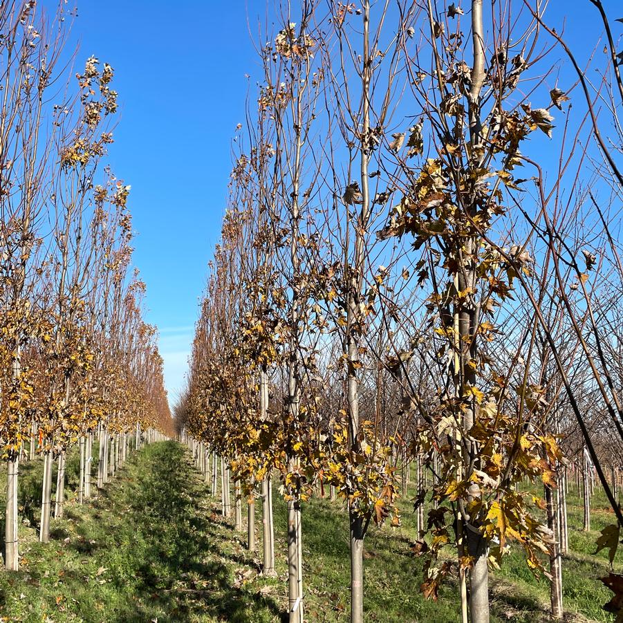 Acer rubrum 'Armstrong Gold™' - Maple from Great Lakes Landscape Supply