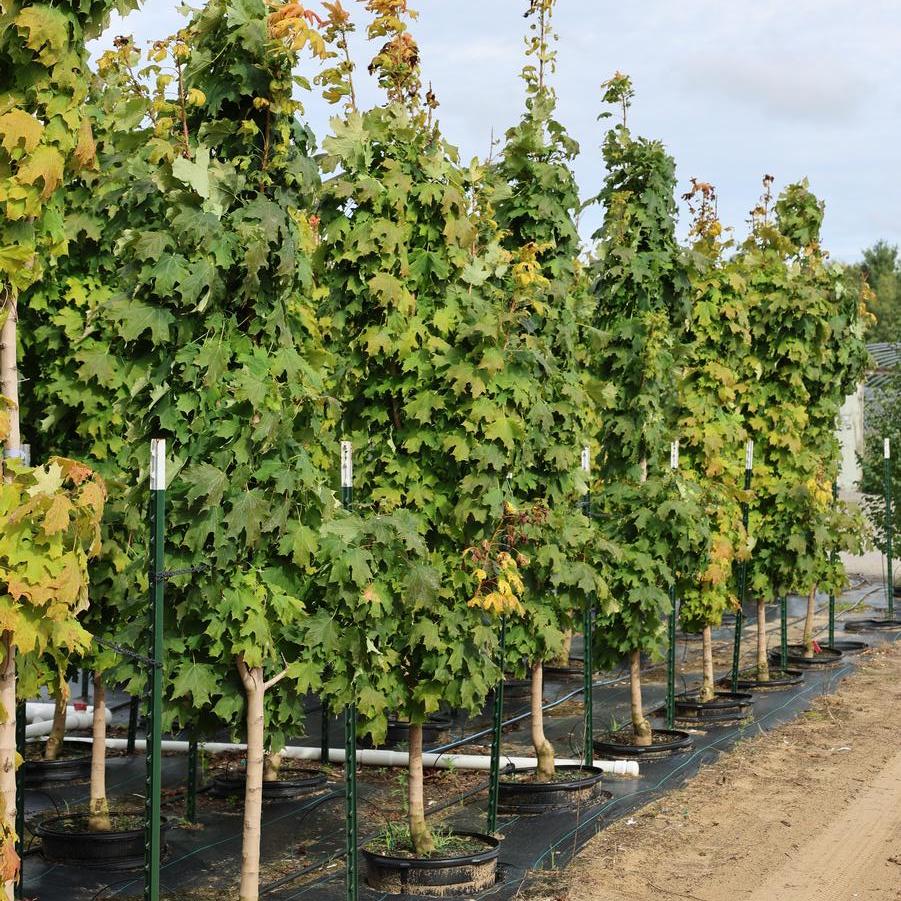 Acer saccharum 'Apollo?' - Sugar Maple from Great Lakes Landscape Supply
