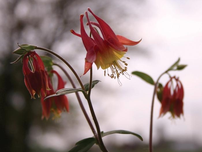 Aquilegia canadensis 