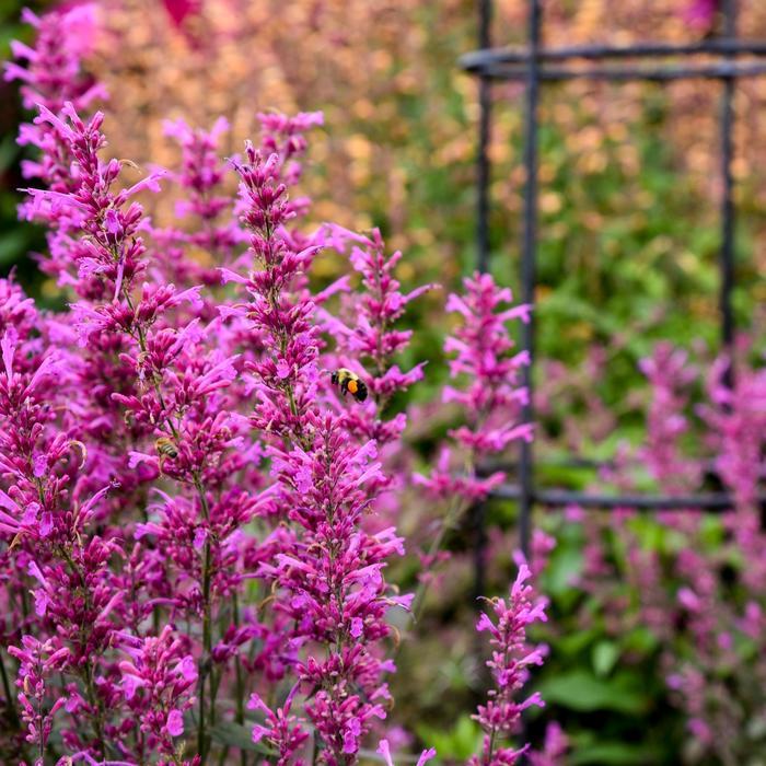 Agastache Meant to Bee&trade; Royal Raspberry