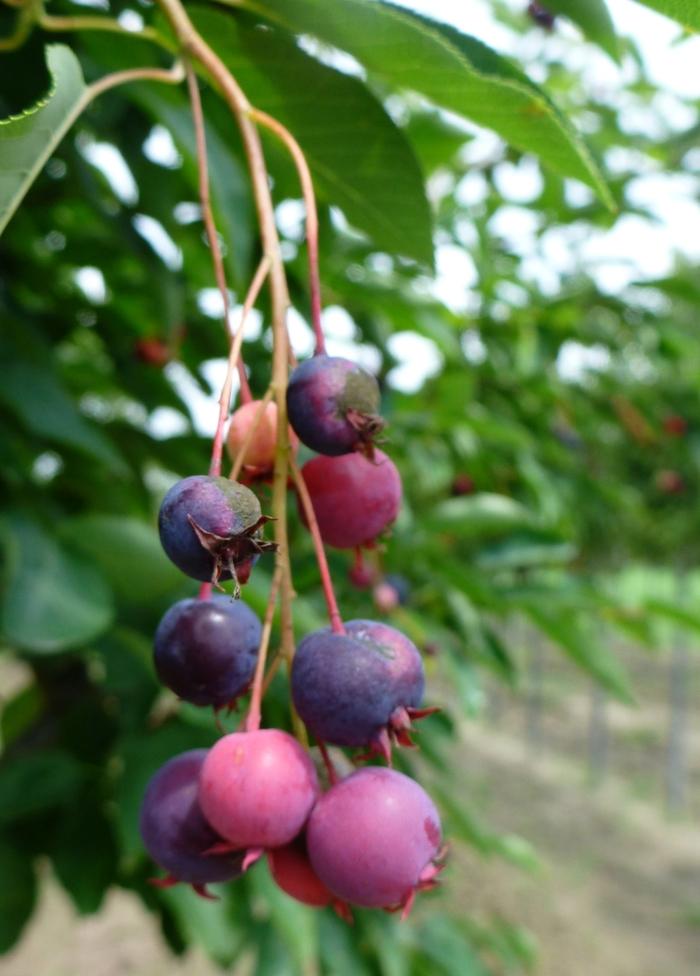 Amelanchier laevis Cumulus