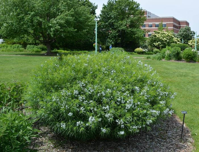 Amsonia ciliata Halfway to Arkansas