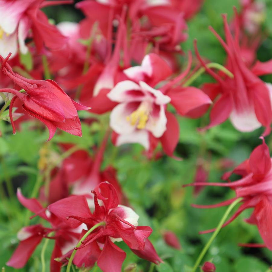 Aquilegia caerulea Kirigami™ 'Red & White' - Columbine from Great Lakes Landscape Supply