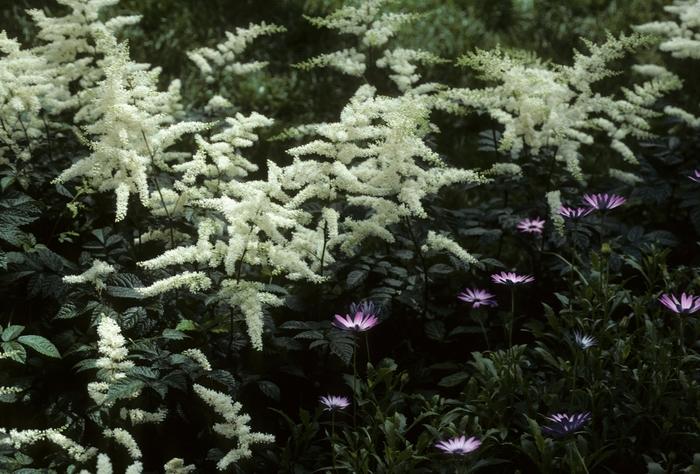 Astilbe x arendsii Bridal Veil&reg;