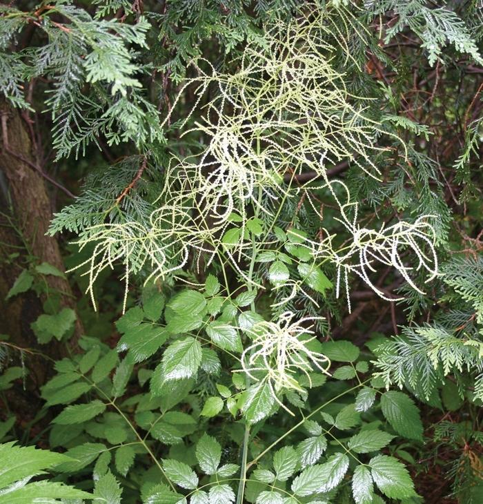 Aruncus dioicus 