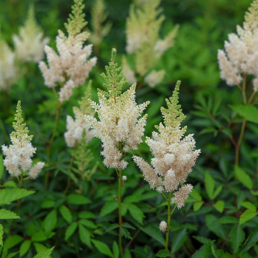 Astilbe x arendsii 'Gloria' - Astilbe from Great Lakes Landscape Supply