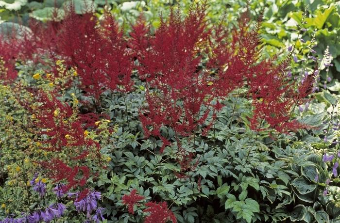 Astilbe x arendsii Glow (Glut)
