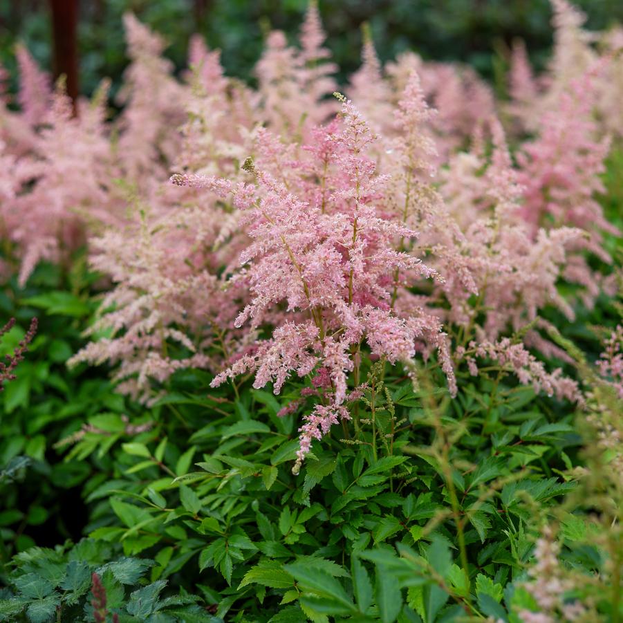 Astilbe japonica Younique™ 'Pink' - False Spirea from Great Lakes Landscape Supply