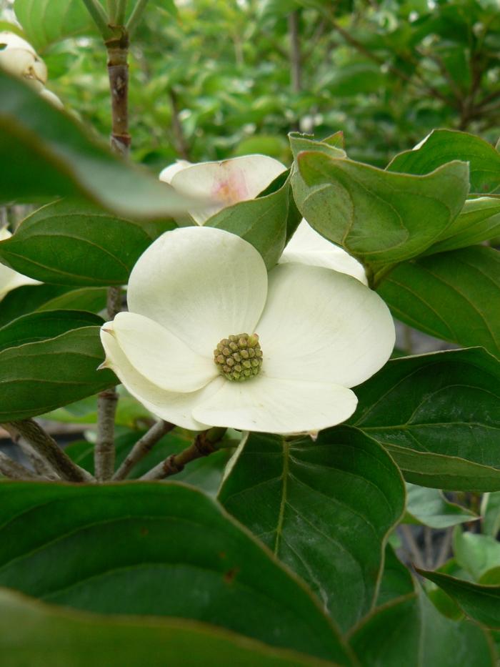 Cornus kousa Venus&reg;