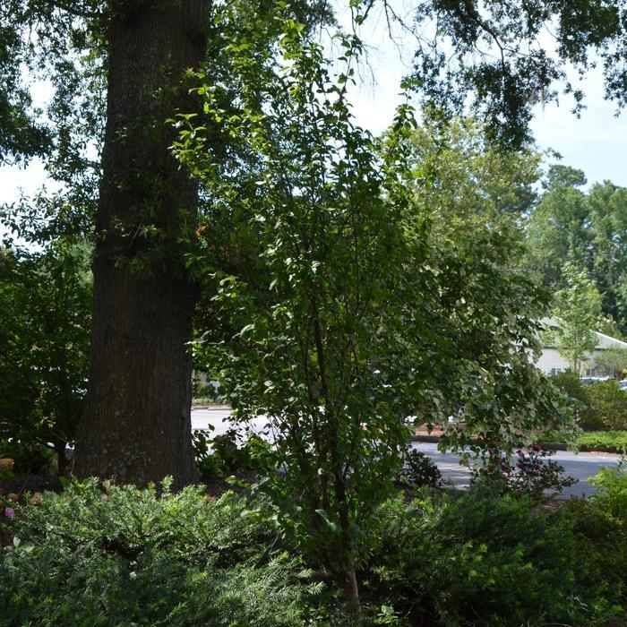 Cornus mas Golden Glory