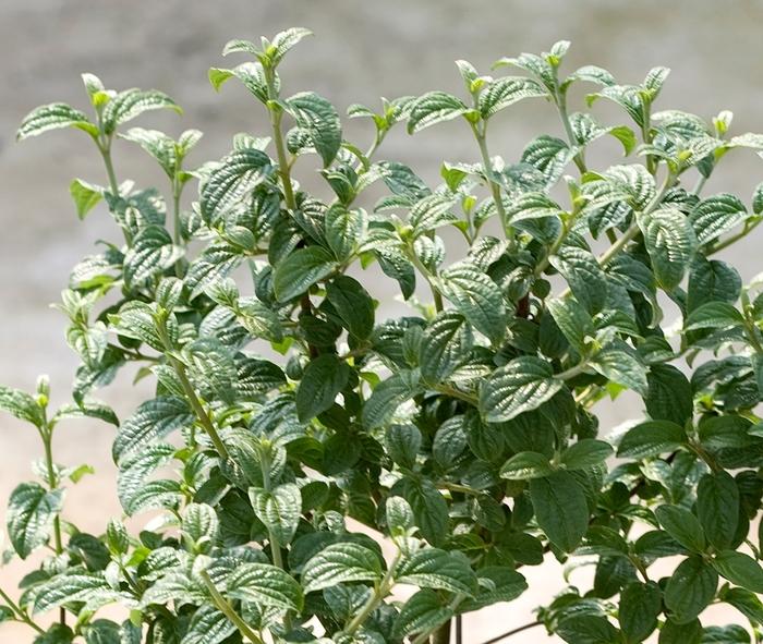 Cornus stolonifera Pucker Up!&reg;