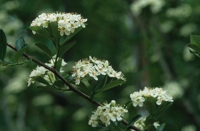 Crataegus crusgalli var inermis Crusader&reg;