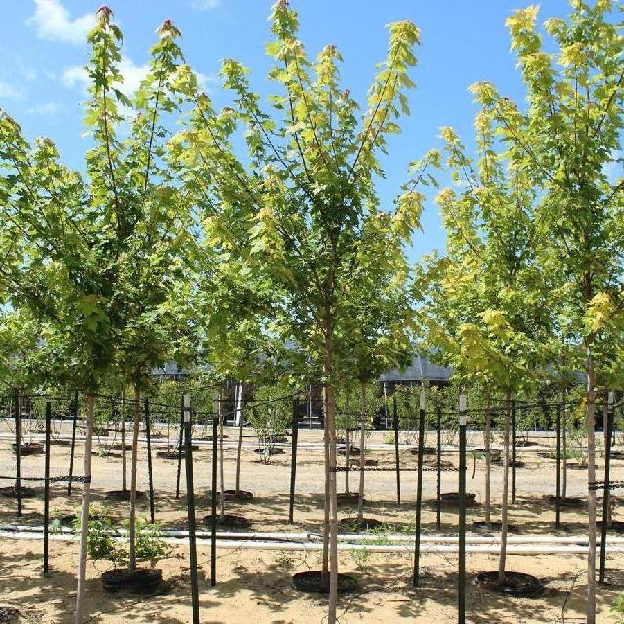 Acer x freemanii 'Autumn Blaze®' - Freeman Maple from Great Lakes Landscape Supply