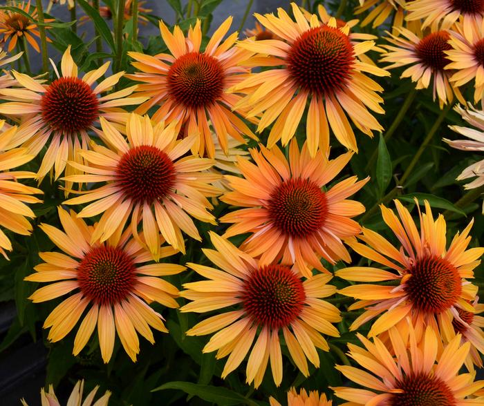Echinacea Big Kahuna