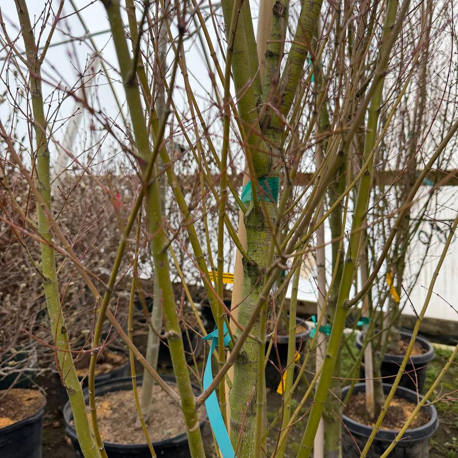 Acer palmatum 'Tsukasa Silhouette' - Japanese Maple from Great Lakes Landscape Supply