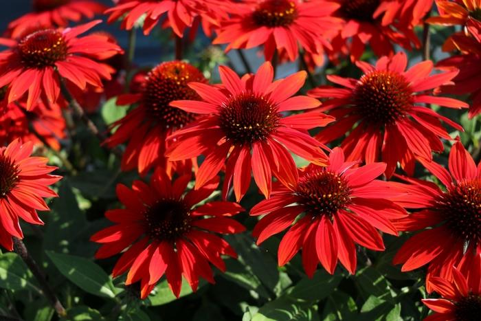 Echinacea Sombrero&reg; Sangrita