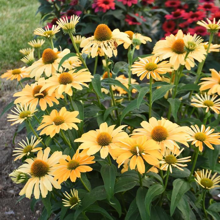 Echinacea Color Coded&reg; One in a Melon