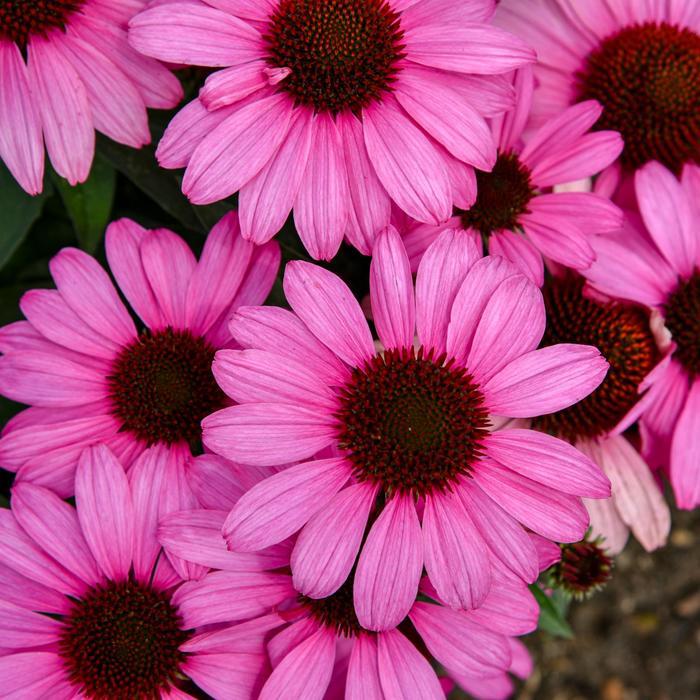 Echinacea Color Coded&reg; The Fuchsia is Bright