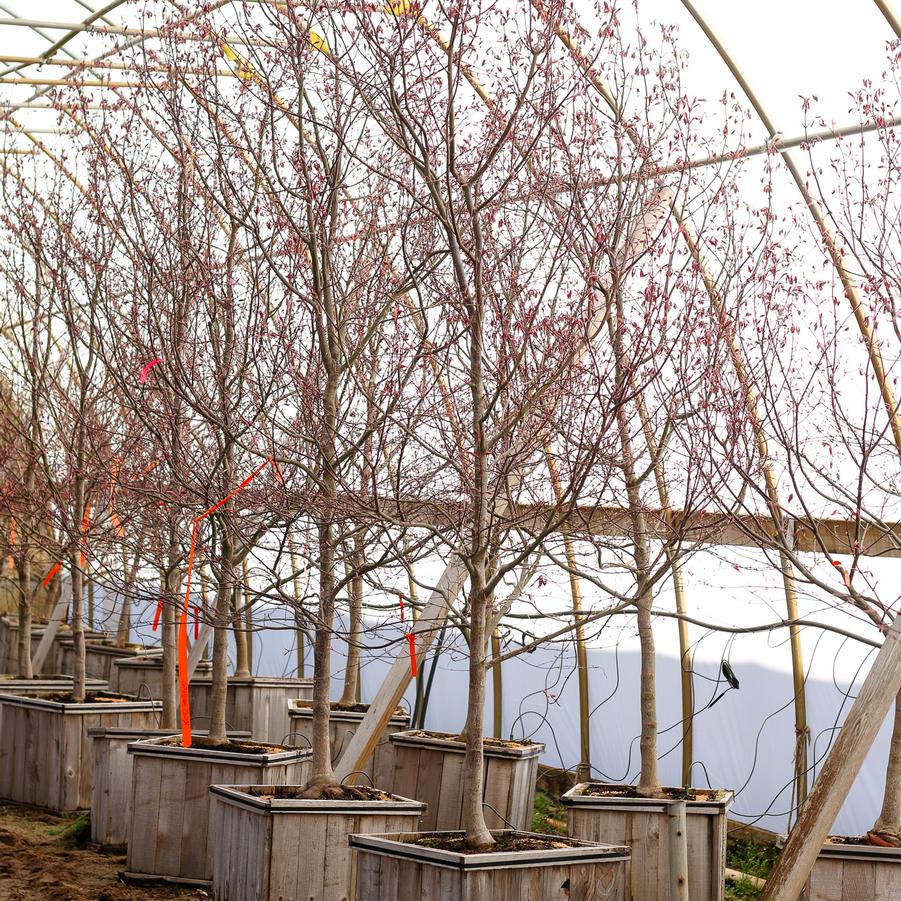Acer palmatum var. atropurpureum Bloodgood