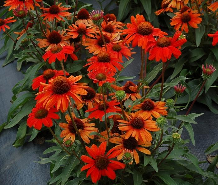 Echinacea Kismet&reg; Intense Orange