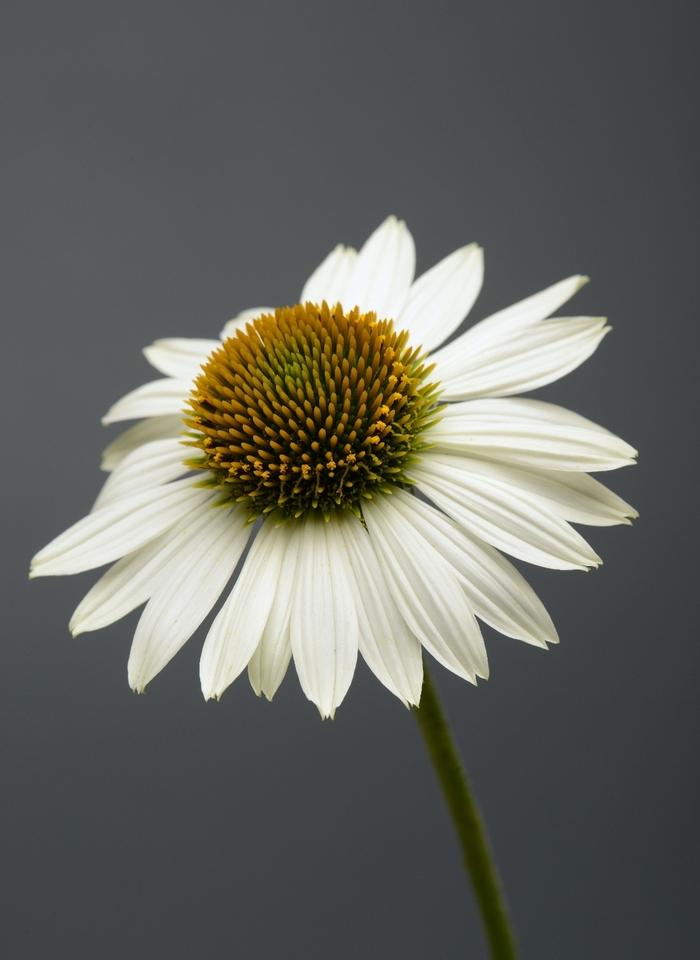 Echinacea Sombrero&reg; Blanco