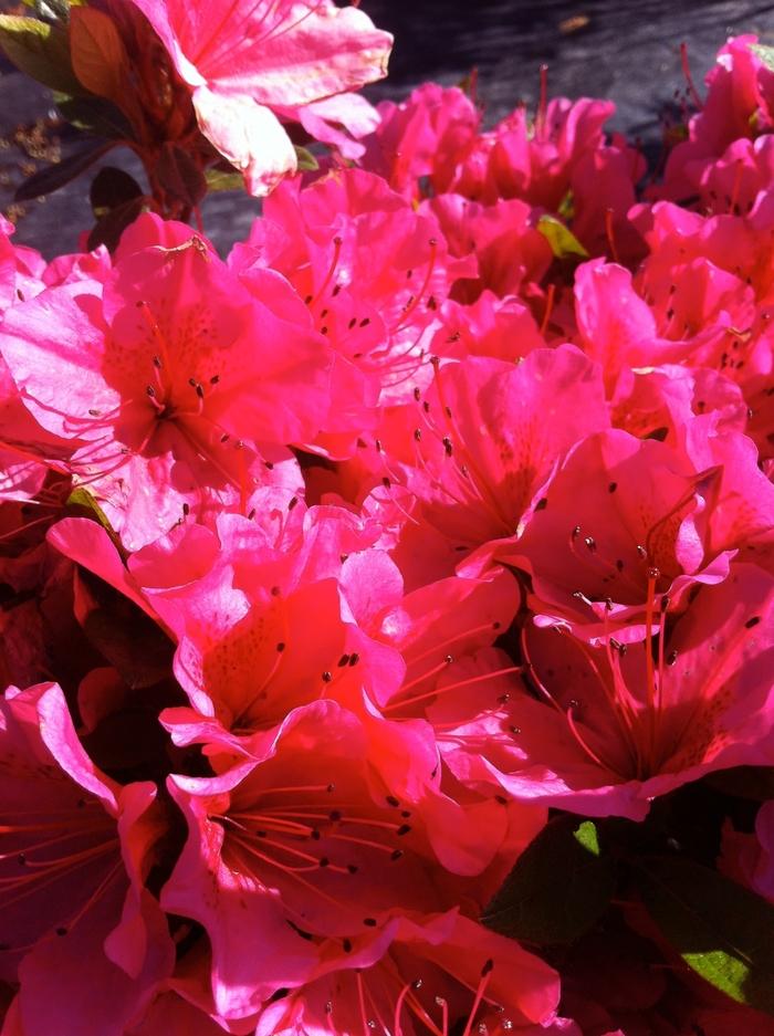 Rhododendron Girard hybrid Girard's Renee Michelle