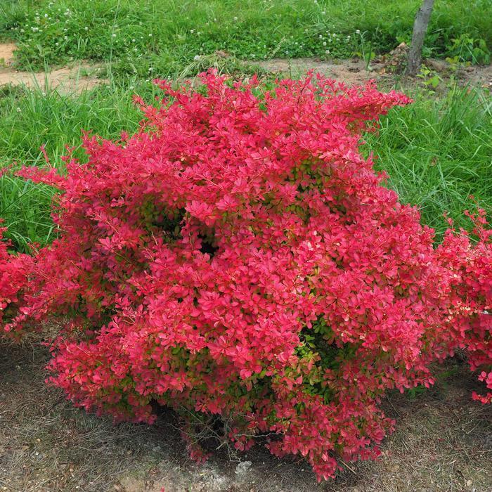Berberis thunbergii Sunjoy Neo&trade;