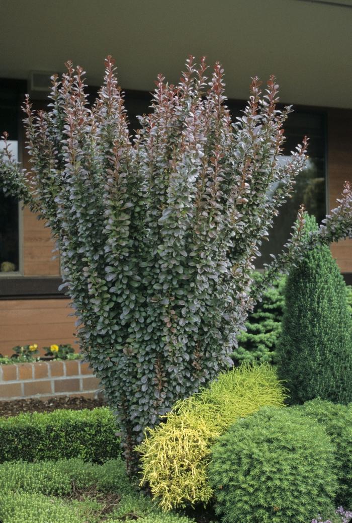Berberis thunbergii Helmond Pillar