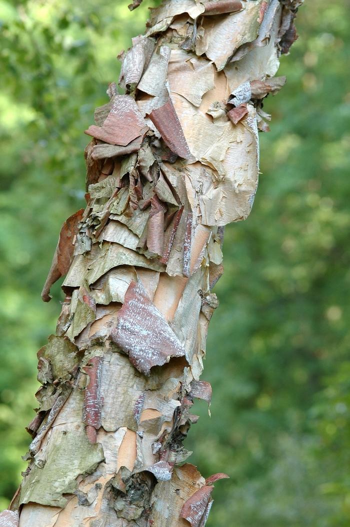 Betula nigra Heritage&reg;