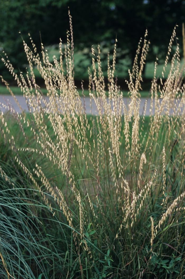 Bouteloua curtipendula 