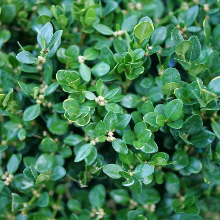 Buxus Neatball&reg;
