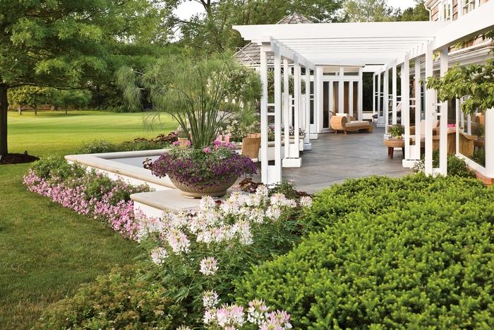 Buxus sempervirens North Star&reg;