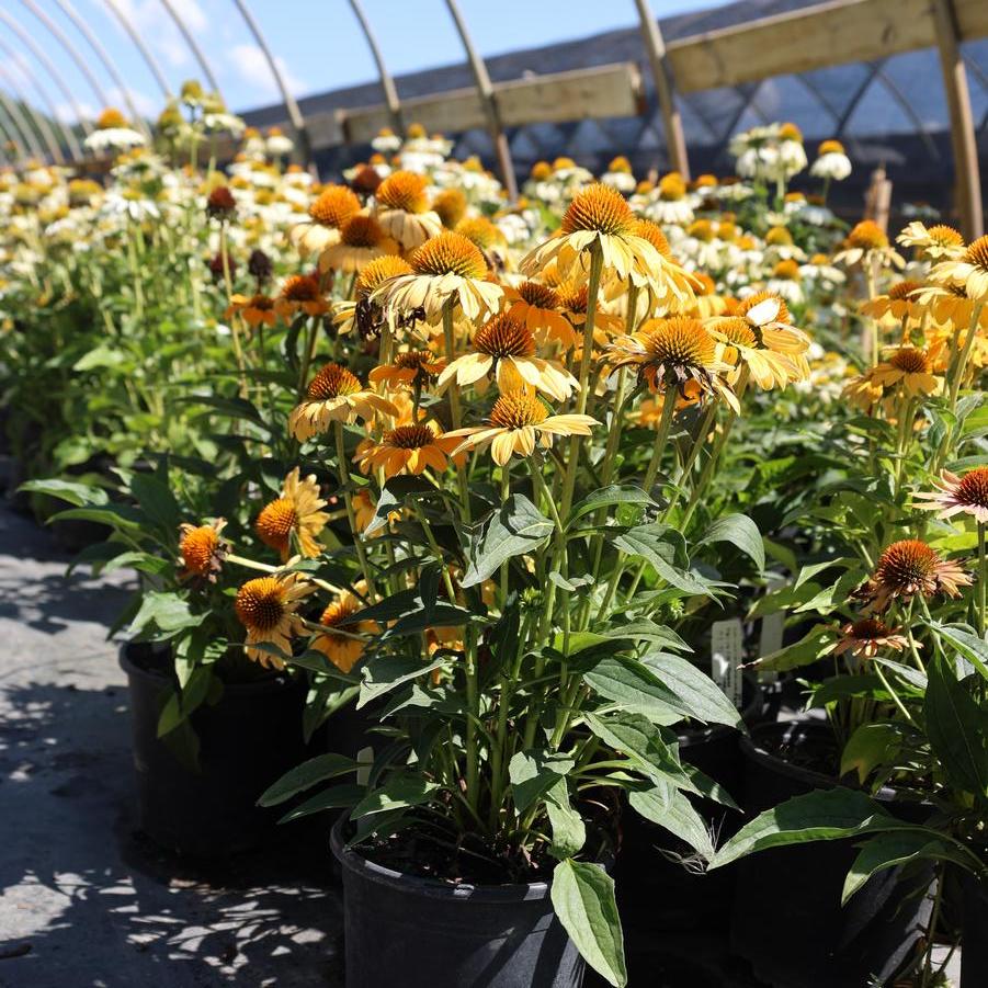 Echinacea Sombrero® 'Granada Gold' - Coneflower from Great Lakes Landscape Supply