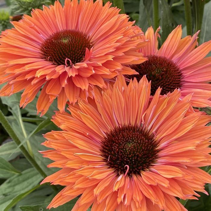Echinacea Sunseekers Rainbow
