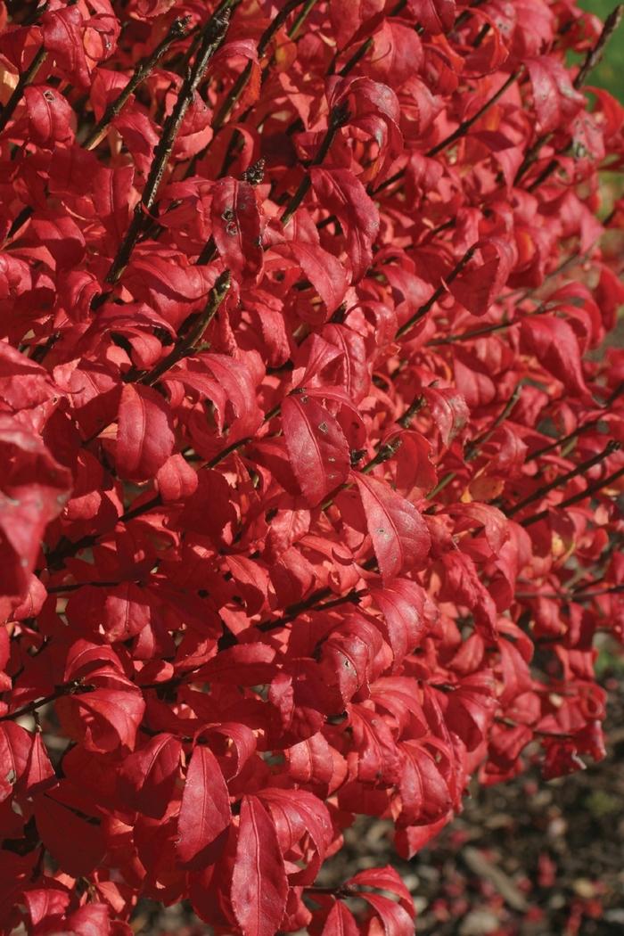 Euonymus alatus Fire Ball&reg;