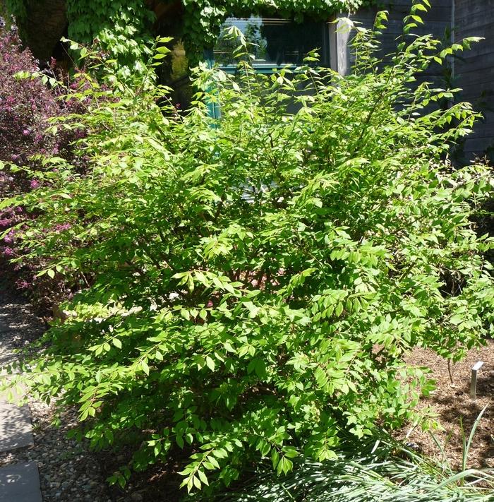 Euonymus alatus Little Moses&trade;
